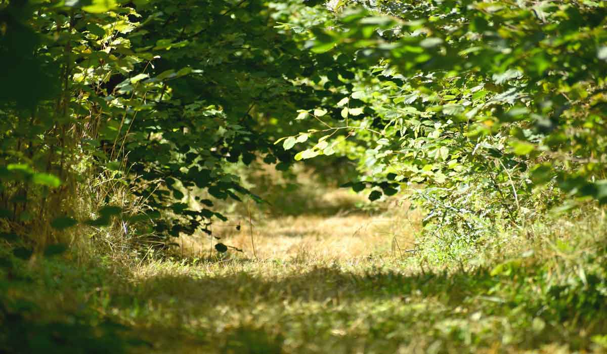 Incendies criminels dans le Var : l’Association Stéphane Lamart se constitue partie civile et réclame des sanctions exemplaires Incendies criminels dans le Var : l’Association Stéphane Lamart se constitue partie civile et réclame des sanctions exemplaires