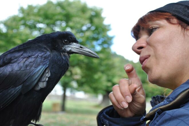 Défendre les corvidés, c’est aussi apprendre à mieux les connaître