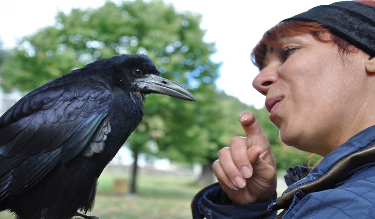 Défendre les corvidés, c’est aussi apprendre à mieux les connaître