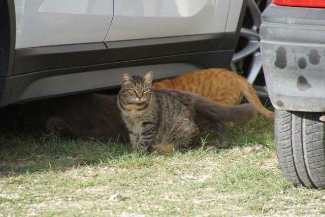 Chats libres marignanais : intégrer le félin à la Ville