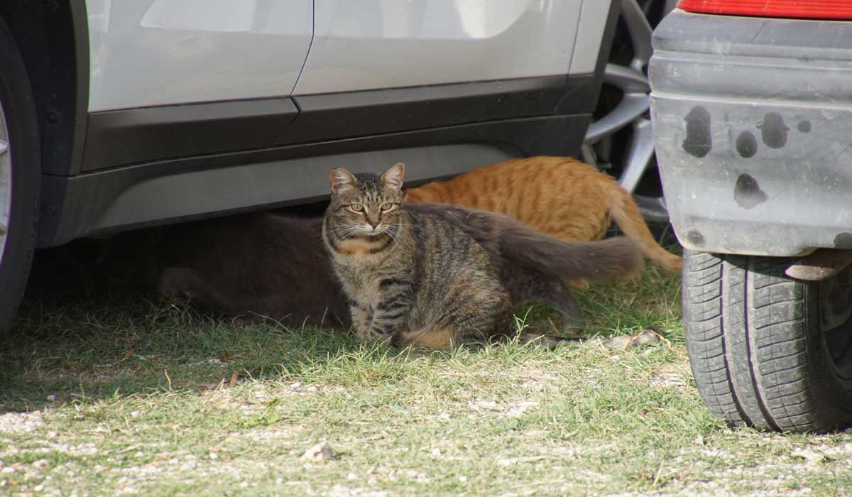 Chats libres marignanais : intégrer le félin à la Ville