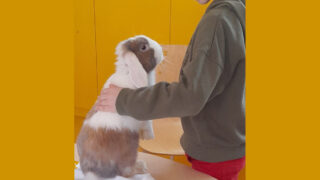 Association le lapin solidaire. Prévention de l’abandon des lapins et cochons d’inde