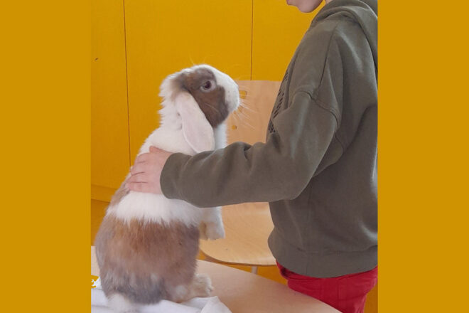 Association le lapin solidaire. Prévention de l’abandon des lapins et cochons d’inde