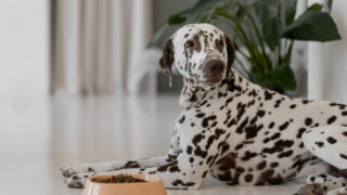 La nutrition comme outil de prévention? 