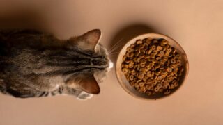 L’alimentation du chat : tout ce qu’il faut savoir