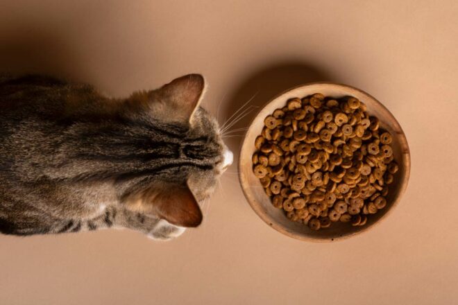 L’alimentation du chat : tout ce qu’il faut savoir