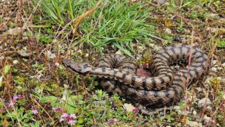 Serpents : des mal-aimés à prendre en compte dans la gestion de la Nature