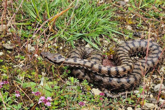 Serpents : des mal-aimés à prendre en compte dans la gestion de la Nature