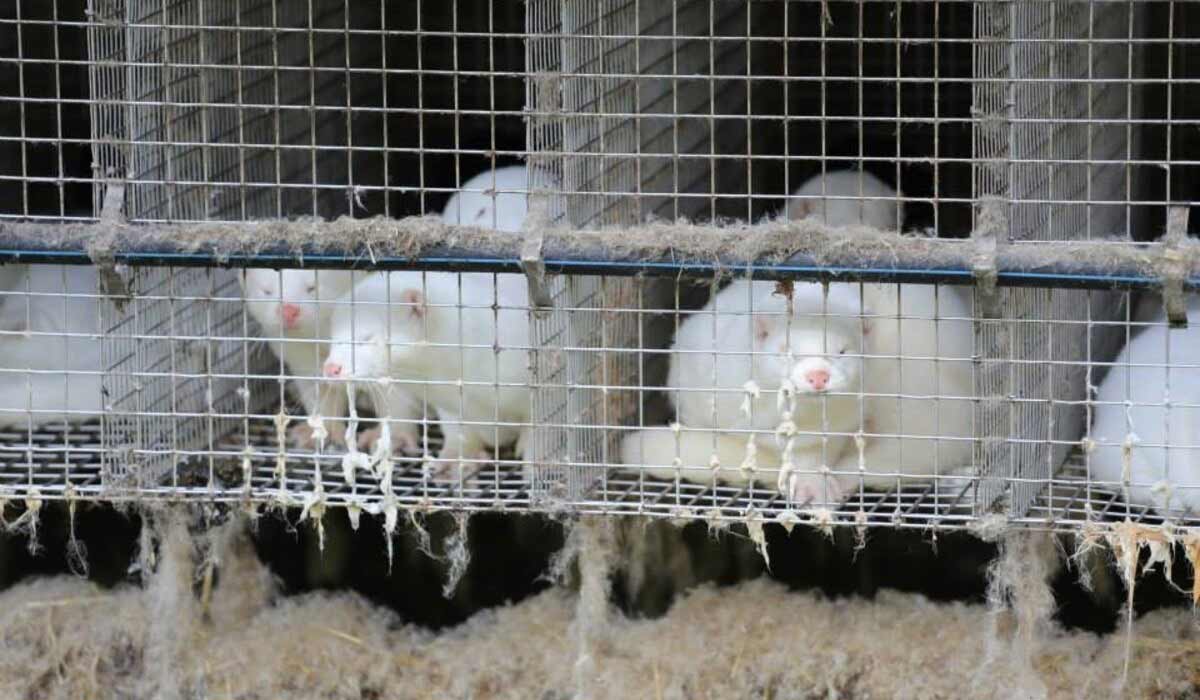 Production et commercialisation de fourrures animales bientôt interdites en Europe ?