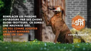 « Adopter un animal sans réfléchir, c’est le condamner à l’abandon »