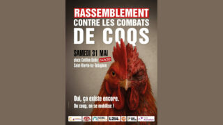 Combats de coqs, des ONG se mobilisent