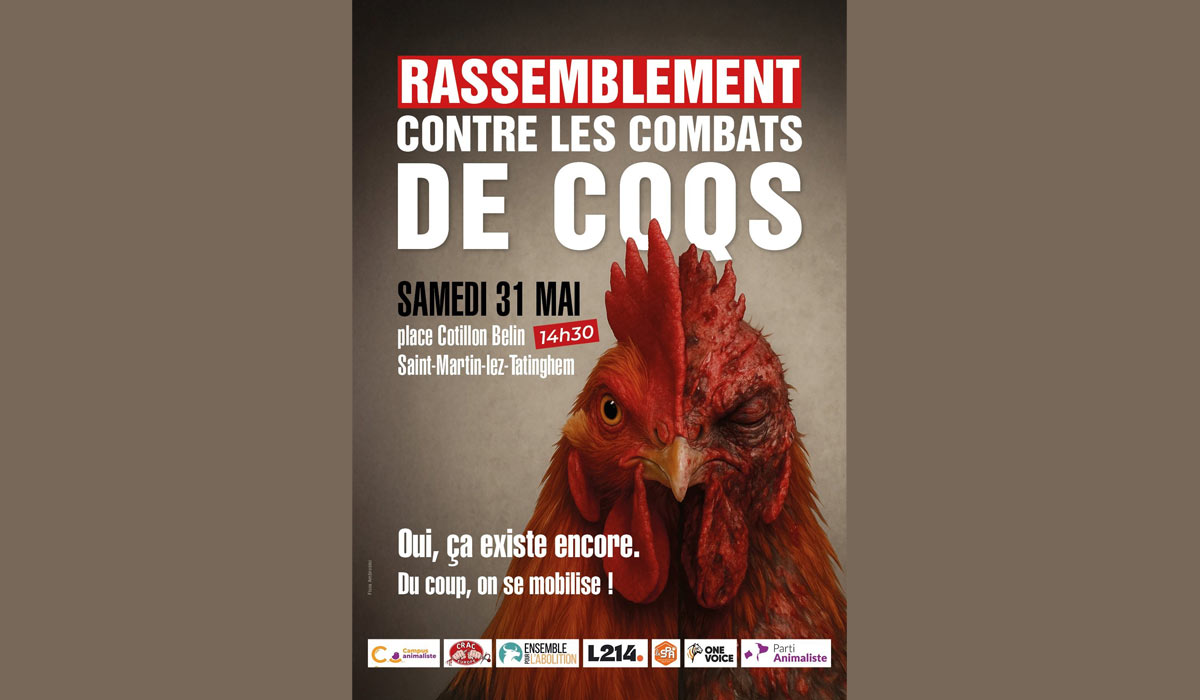 Combats de coqs, des ONG se mobilisent