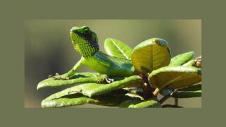 L’Union européenne, une destination privilégiée du trafic d’espèces sauvages