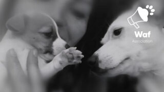 Vols de chiens : quand la réalité du terrain révèle l’urgence d’une évolution juridique