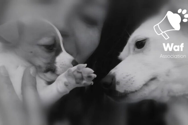 Vols de chiens : quand la réalité du terrain révèle l’urgence d’une évolution juridique