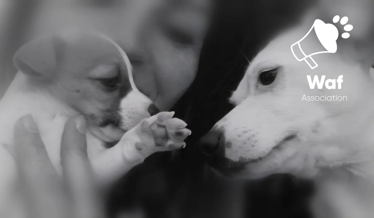 Vols de chiens : quand la réalité du terrain révèle l’urgence d’une évolution juridique