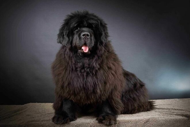 WAMAKA, « L’Esprit de l’Animal », association dédiée au Sauvetage des Terre-Neuve