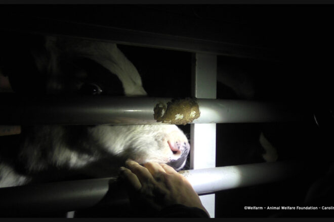 Transport d’animaux vivants : une réglementation insuffisamment protectrice