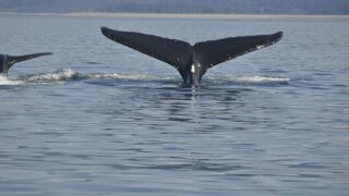 Déclaration d’IFAW au sujet de la chasse à la baleine étendue au rorqual commun par le Japon
