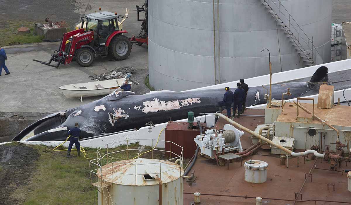 Le compte à rebours est lancé : la chasse controversée à la baleine devrait reprendre dans les prochains jours en Islande Le compte à rebours est lancé : la chasse controversée à la baleine devrait reprendre dans les prochains jours en Islande