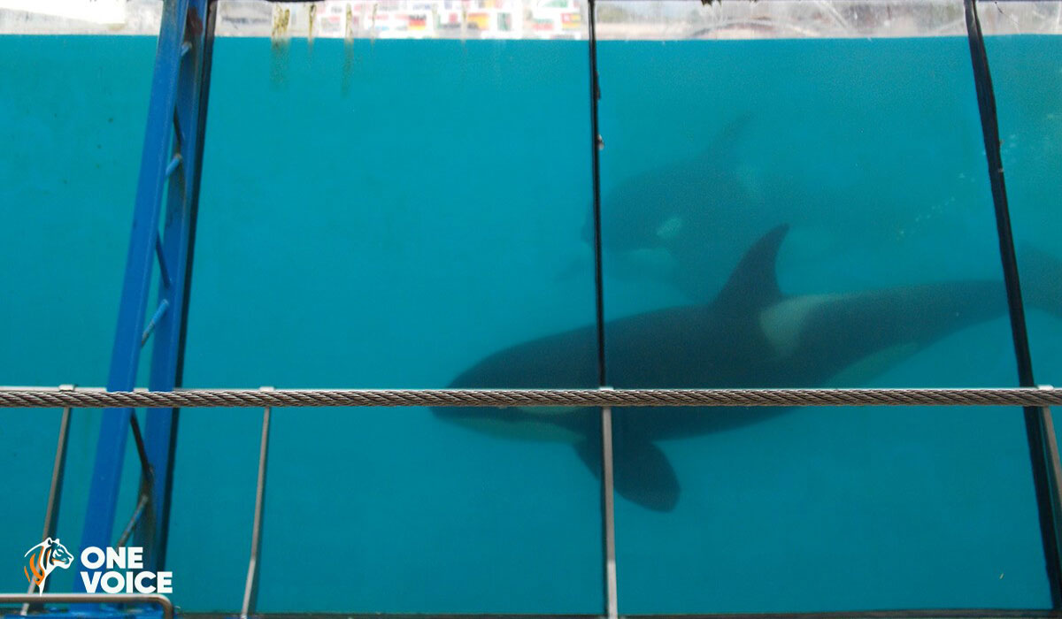 Les premiers transferts d’animaux débutent à Marineland, One Voice se mobilise !