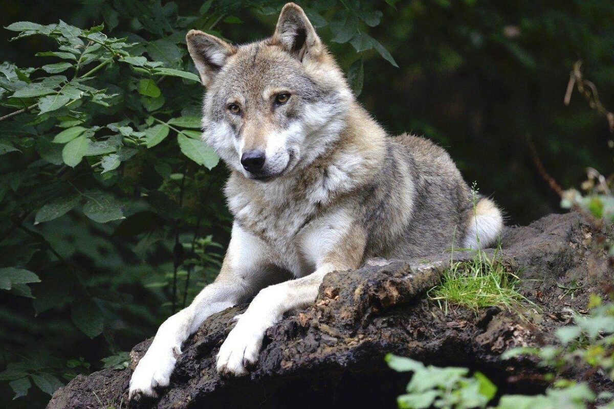 Mise en perspectives de la présence du loup en France