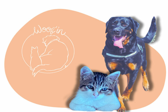 Woof’in, un acteur essentiel de la protection animale en Bretagne, appelle à la solidarité