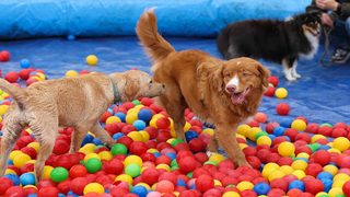 Woofstock revient à Bruxelles avec la plus grande aventure olfactive jamais imaginée pour les chiens