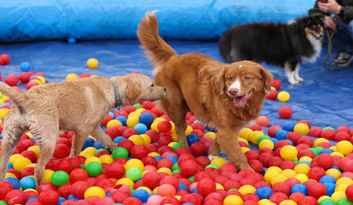 Woofstock revient à Bruxelles avec la plus grande aventure olfactive jamais imaginée pour les chiens Woofstock revient à Bruxelles avec la plus grande aventure olfactive jamais imaginée pour les chiens