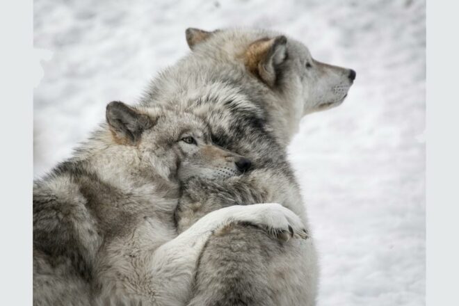 Loups, femmes et lois : ce que le droit révèle de notre rapport au sauvage