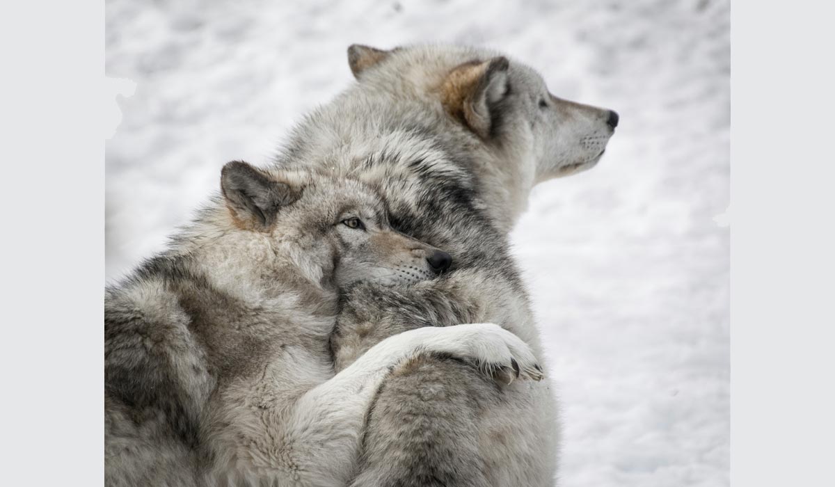 Loups, femmes et lois : ce que le droit révèle de notre rapport au sauvage Loups, femmes et lois : ce que le droit révèle de notre rapport au sauvage
