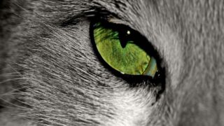 Honorer la mémoire de votre animal, un hommage à sa vie