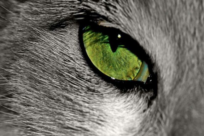 Honorer la mémoire de votre animal, un hommage à sa vie