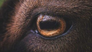 Sanctuaire du FUTUR : et si on changeait notre regard sur les animaux « de ferme » ?