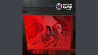 Presque emmurés dans le noir » : 15 animaux secourus à Aulnay-sous-Bois