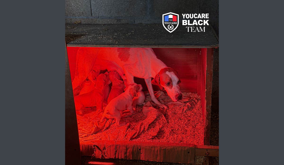 Presque emmurés dans le noir » : 15 animaux secourus à Aulnay-sous-Bois