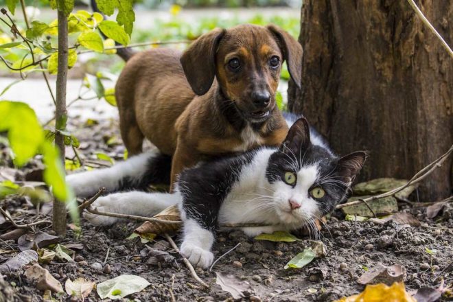 YouCare, le projet de rendre ce monde meilleur