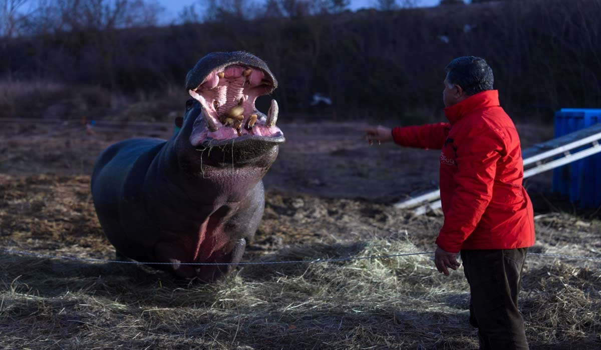 Cirque Muller : One Voice se révolte contre l’indicible souffrance de Jumbo, exhibé ces prochains jours à La Teste de Buch Cirque Muller : One Voice se révolte contre l’indicible souffrance de Jumbo, exhibé ces prochains jours à La Teste de Buch